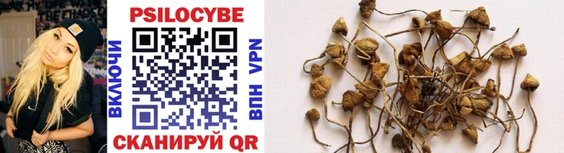 Купить  Багратионовск  Псилоцибиновые грибы Psilocybe 